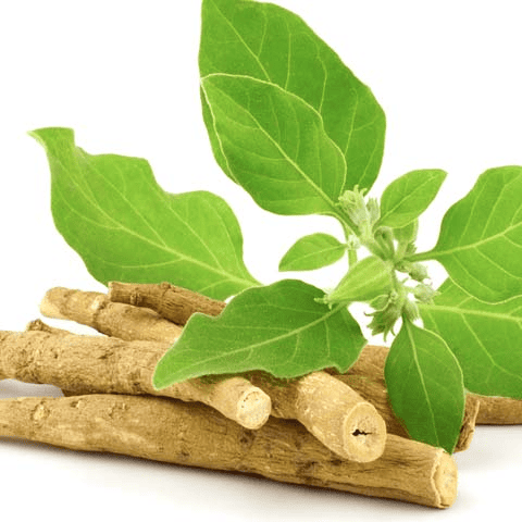 Ashwagandha ingredient in Spartamax