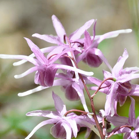 Horny Goat Weed ingredient in Spartamax