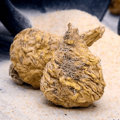 Maca Root ingredient in Spartamax